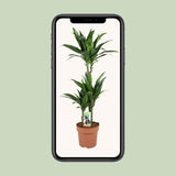 Dracaena Janet Craig 60-30-15 - Ø21cm - ↕100cm