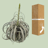 Tillandsia Xerographica - Ø35 cm - ↕50cm