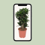 Dracaena Compact - Ø24cm - ↕80cm