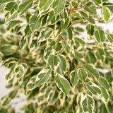 Vue d'ensemble du Ficus benjamina Twilight en intérieur