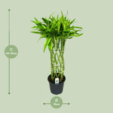 Dracaena Sandriana dorée en pot 19 cm