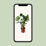 Delicious Monstera P21 - Ø21cm - ↕60cm