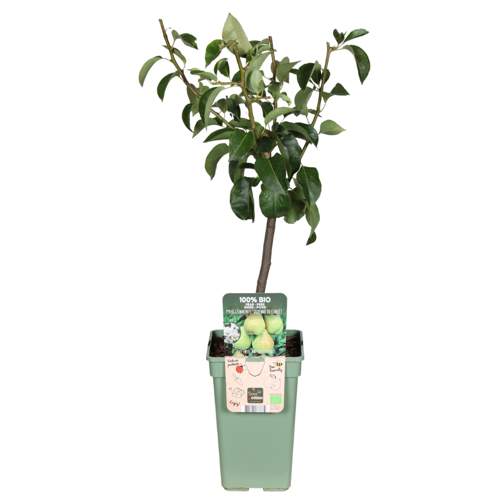 Pyrus communis Doyenne du Comice 19 cm x 60 cm
