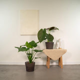 Lot de 2 Alocasia Cucullata et Wenii