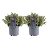 Lot de 2 nepeta bleu persan en pot Ø19 cm