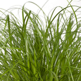 Cyperus Alternifolius - Herbe à Chat - Ø12cm - ↕20cm