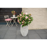 Camellia japonica Bonomiana - Ø29 - ↨90cm