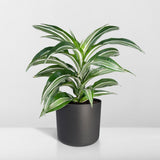 Dracaena Fragrans Fourrure Blanche - Dragonnier - Ø17cm - ↕50cm