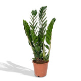 Zamioculcas Zamiifolia - Palmier émeraude - Ø14cm - ↕50cm