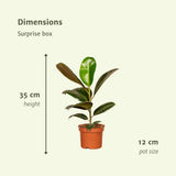 Coffret surprise - 10 plantes d'intérieur diverses - Ø12cm - ↕35cm
