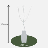 Mespilus Germanica 'Westerfield' - Ø23cm - ↕120cm
