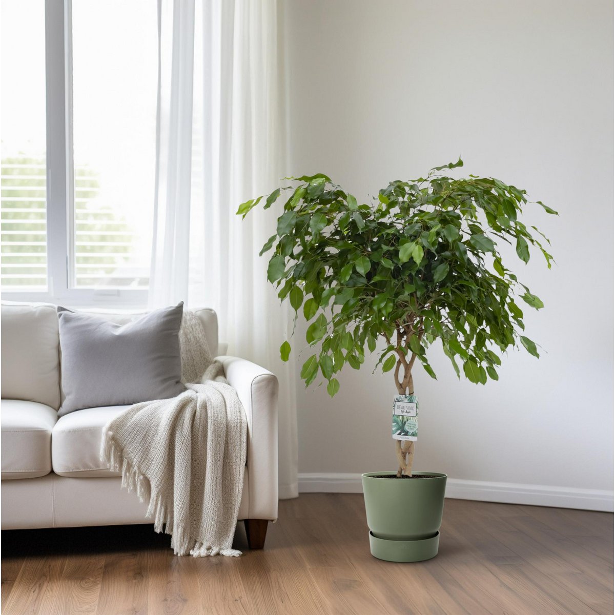 Ficus Adora - Détail des feuilles luxuriantes