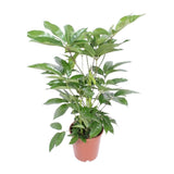 Actinallla Schefflera Love - Iø24cm - ↕100cm