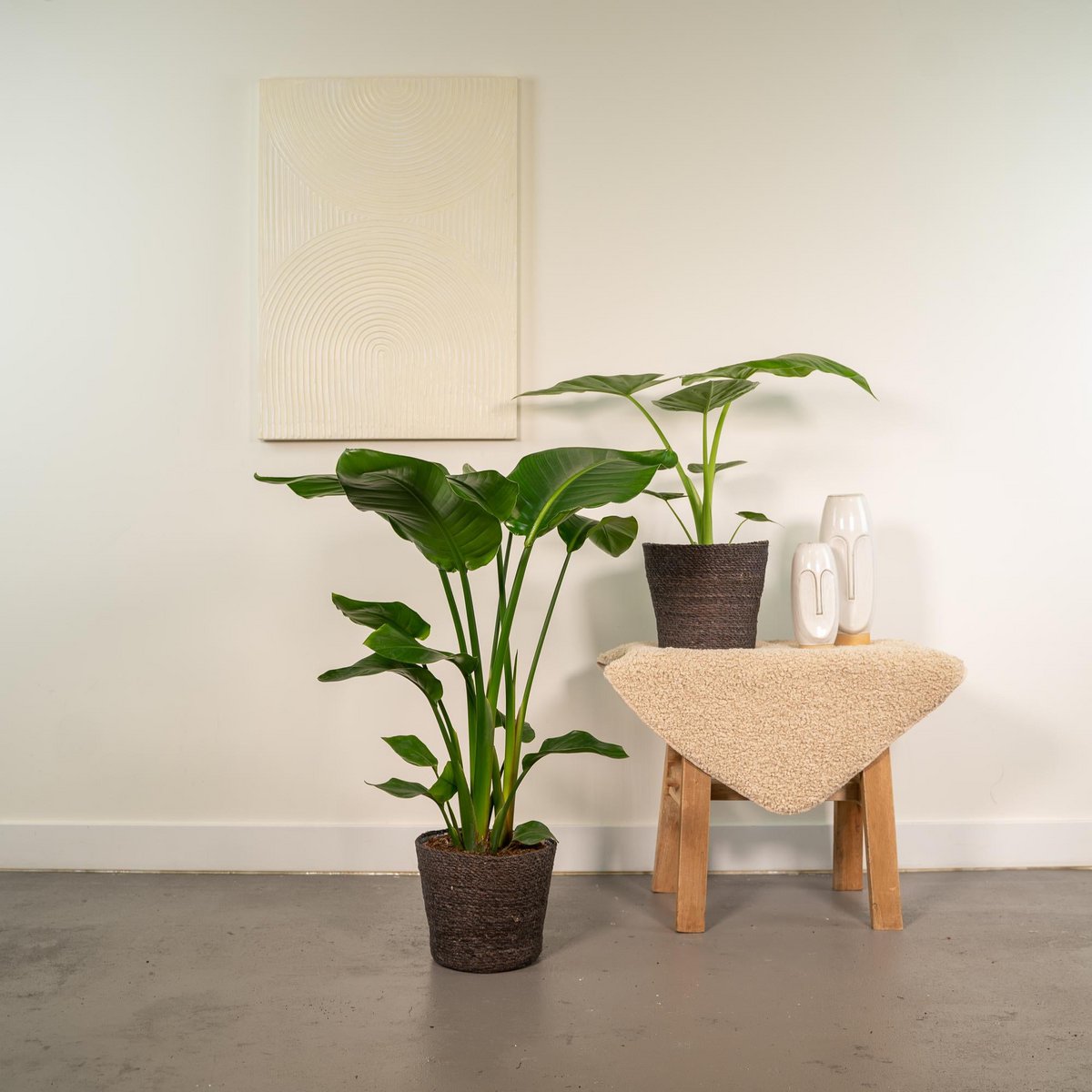 Strelitzia Nicolai - Plante d'intérieur majestueuse avec feuillage vert luxuriant