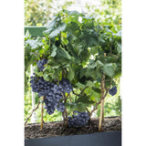 3x - Vitis Pixie Mix - ↨30cm - Ø14
