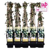 Hedera Helix 'Goldheart' - Ø15cm - ↕65cm