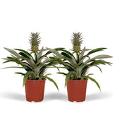 2x bromélia - ananasplant - 30 cm - Ø12