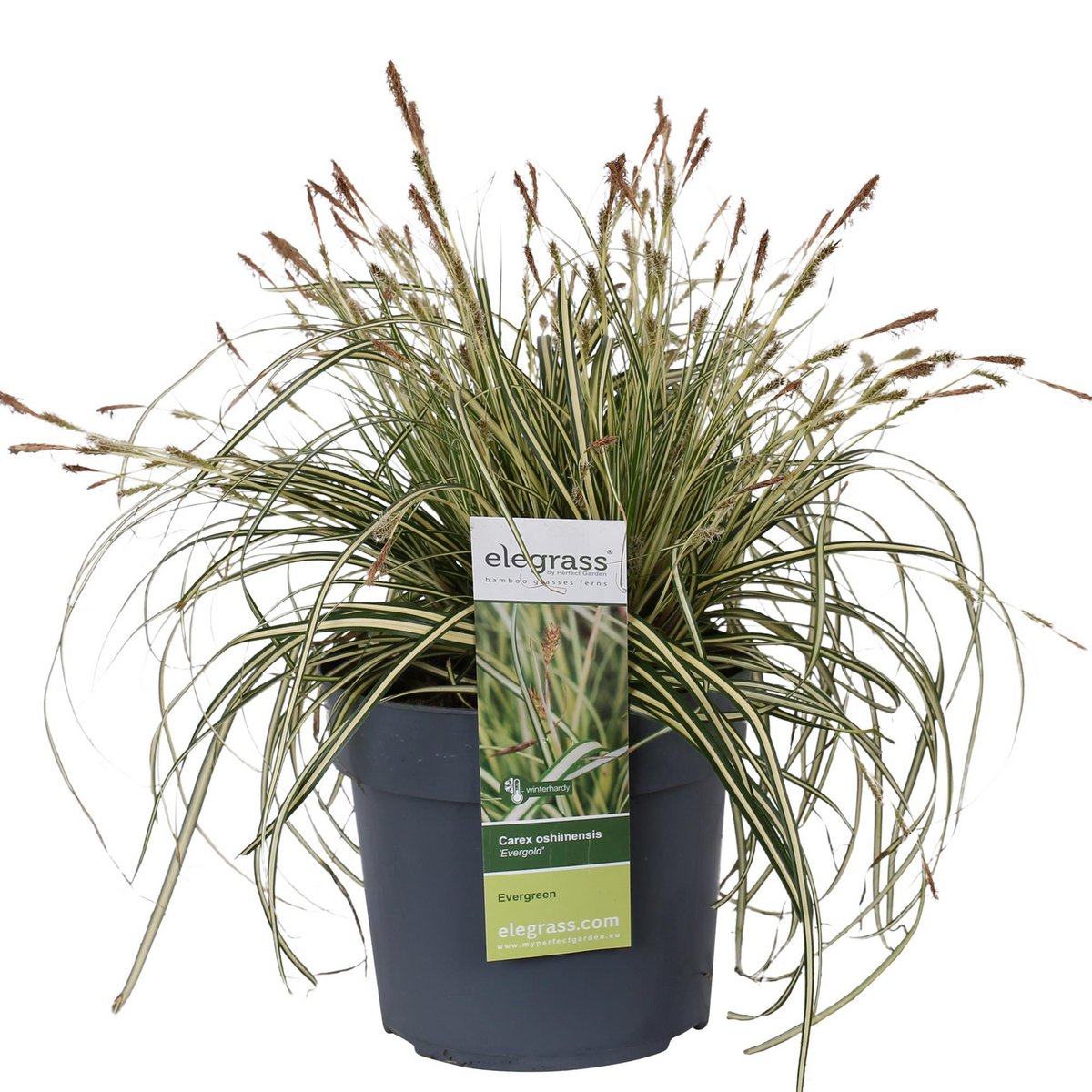 Carex Hachijoensis Evergold - Ø19cm - ↕40cm - Ø19 - ↨40cm