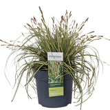 Carex Hachijoensis Evergold - Ø19cm - ↕40cm - Ø19 - ↨40cm