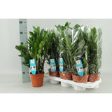 Zamioculcas Zamiifolia - Ø14cm - ↕55cm