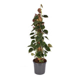 Philodendron Lupine Mobiletok - Ø16cm - ↕75cm
