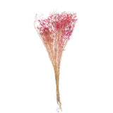 Bouquet de gypsophilie fuchsia J-Line sur fond blanc