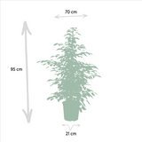 Lot de 3 ficus en pot de 21 cm