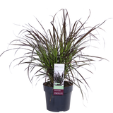 Pennisetum x Stranger 'Summer Samba' - Ø19cm - ↕50cm