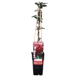 Lonicera japonica 'Red World' - Détail des fleurs tubulaires et des baies en automne
