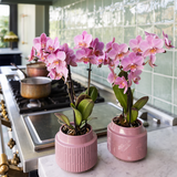 Lot de 2 orchidées Phalaenopsis Trevino en pot Ø9 cm