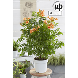 Plante grimpante Campsis orange