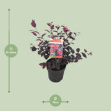 Plante loropetalum ever red 15 cm