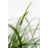 Carex Ribbon Falls - Ø23cm - ↕60cm - Ø23 - ↨60cm