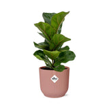 Ficus Lyrata 'Bambino' en ELHO Vibes Fold 14cm rose
