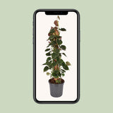 Philodendron Lupine Mobiletok - Ø16cm - ↕75cm