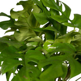 Monstera Minima - Plante en trou - Ø15cm - ↕25cm