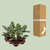 Aglaonema Amazon Silver avec un fond naturel