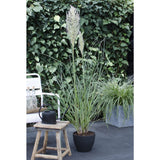 Cortaderia Selloana 'Evita' - Ø19cm - ↕60cm