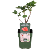 Ribes rubrum 'Jonkheer van tets' - Aalbes - Ø13cm - ↕45cm