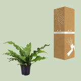 Microsorum diversifolium - Ø17cm - ↕45cm