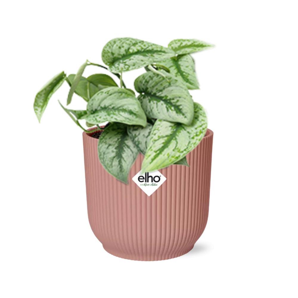 Plante Scindapsus peint « Trebie » en pot rose 14 cm