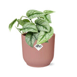 Plante Scindapsus peint « Trebie » en pot rose 14 cm