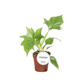 Philodendron Warszewiczii - Plante d'intérieur élégante en pot de 12 cm