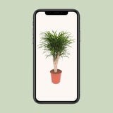 Dracaena Reflexa Anita - Ø24cm - ↕100cm