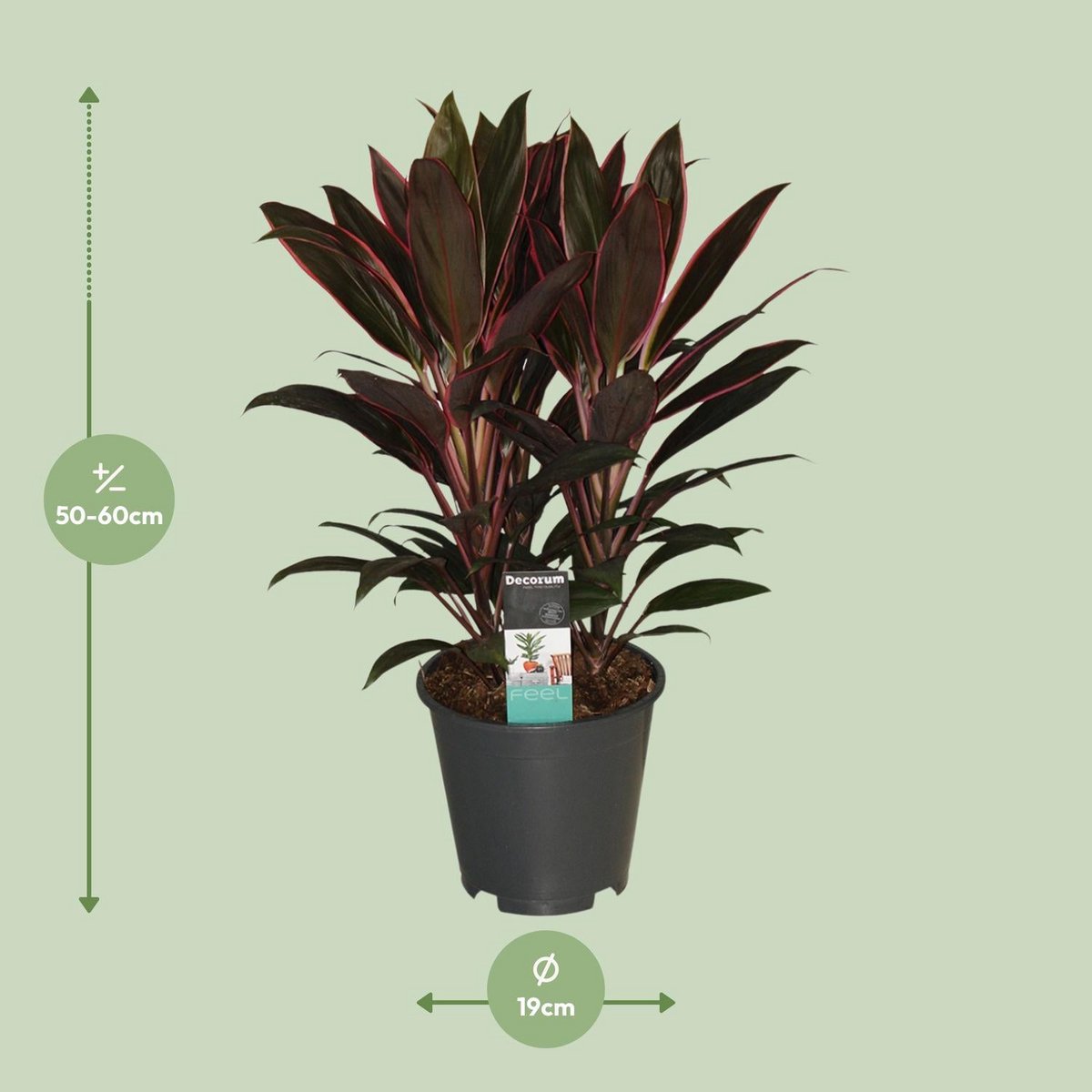 Cordyline Rumba - Ø19cm - ↕55cm