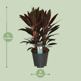 Cordyline Rumba - Ø19cm - ↕55cm