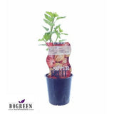 Ribes Hinnonmaki Röd (Rode Kruisbes) - Ø12cm - ↕30cm