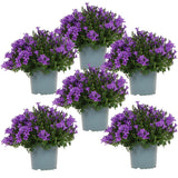Lot de 6 campanules violettes pot Ø12 cm