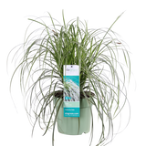 Carex Feather Falls - Ø23cm - ↕60cm - Ø23 - ↨60cm