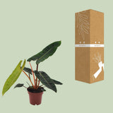 Philodendron Bilietiae - Ø12cm - ↕25cm